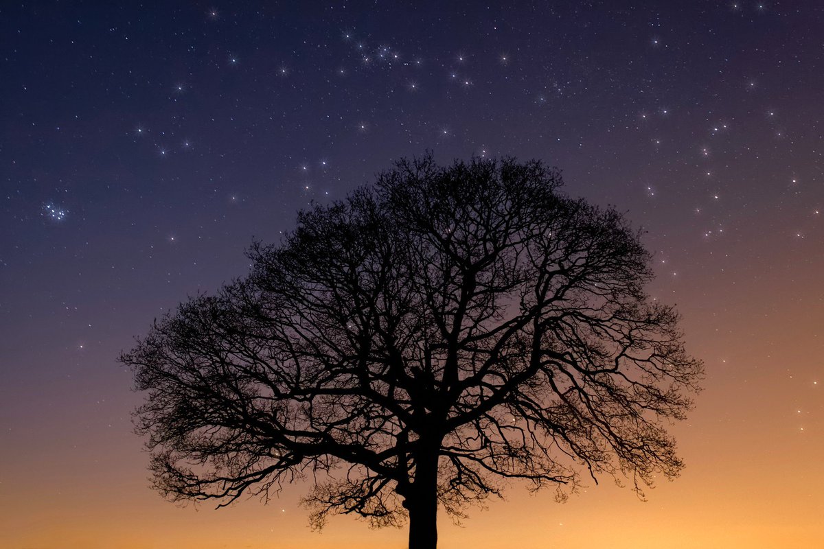 Tree star