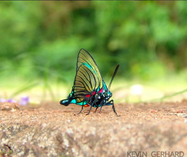 KODAKPIXPRO's tweet photo. The privilege of a lifetime is being who you are. @kevingerhard98photography #kodakpixpro #Astrozoom #camera #butterfly #nature https://t.co/FTRKc7RbrU