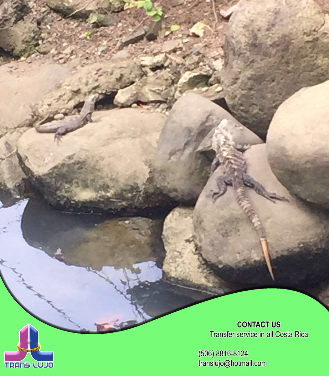 TransLuJo's tweet photo. Costa Rica is Biodiversity, Costa Rica is “Pura Vida”. Travel with us and enjoy Costa Rica!!! https://t.co/bLh3xwlWVI