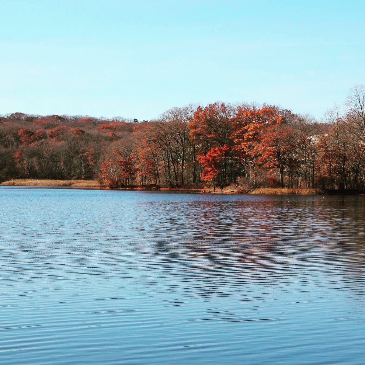 legionoftrail's tweet photo. Great #hike along the #BlueHeronTrail #autumn🍁 #foliage #hiking🌲 @legionofthrive #thrive #fallnow #LateNovember #nature #fall #leaves https://t.co/Ankea8UaEU
