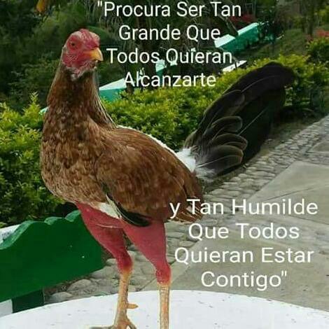 avilaelguerrero's tweet photo. Pa lo que  salga echamos pico y espuela! No volverán los bandidos que quieren entregarnos a lo norteamericanos https://t.co/F2YZb8oYux