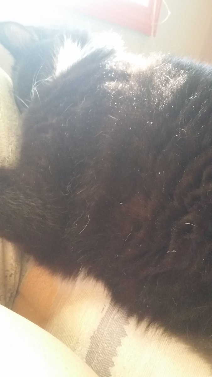 treebefree's tweet photo. Knocked out. #sabbath https://t.co/R5KYyZuN9K