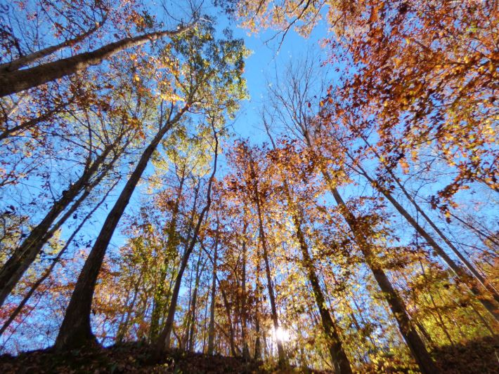 SpringBeautyVA's tweet photo. Fall in my backyard - early Nov 2016 Powell Co KY @BluegrassScenes @roamkentucky @ExperienceKY @ExploreKentucky @RealAppalachia https://t.co/hNt5aii2uy