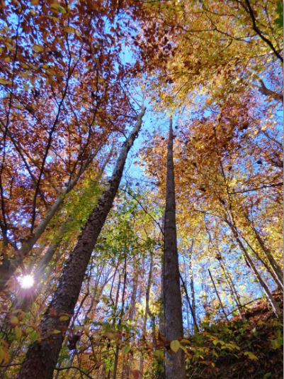 SpringBeautyVA's tweet photo. Fall in my backyard - early Nov 2016 Powell Co KY @BluegrassScenes @roamkentucky @ExperienceKY @ExploreKentucky @RealAppalachia https://t.co/hNt5aii2uy