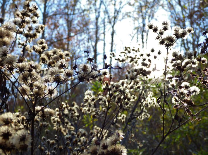 SpringBeautyVA's tweet photo. Fall in my backyard - early Nov 2016 Powell Co KY @BluegrassScenes @roamkentucky @ExperienceKY @ExploreKentucky @RealAppalachia https://t.co/hNt5aii2uy