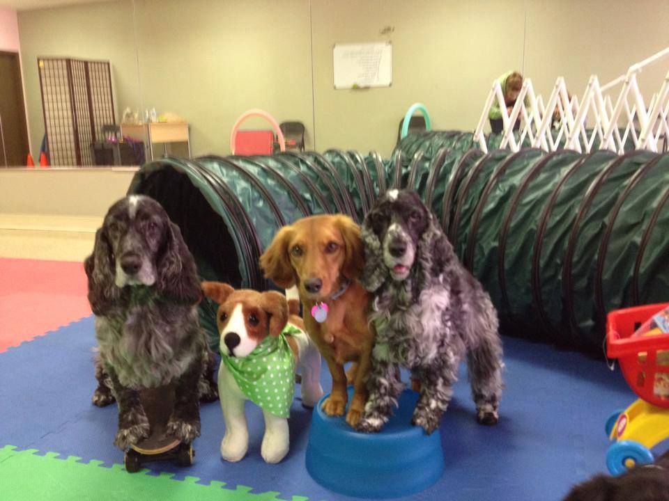 mjspetacademy's tweet photo. Failing to use a release cue every time will cause problems with training stays. I use "break." #trainingyourdog https://t.co/S0GBUAEwaJ