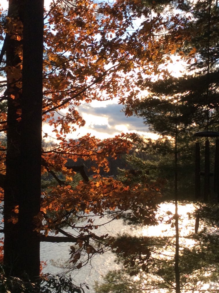 UNTILtheROBIN's tweet image. A few oak #trees and
shrubs around us
seem to be in denial...
that winter is coming!
#almostDecember