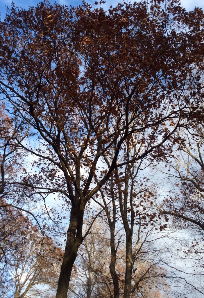 UNTILtheROBIN's tweet image. A few oak #trees and
shrubs around us
seem to be in denial...
that winter is coming!
#almostDecember