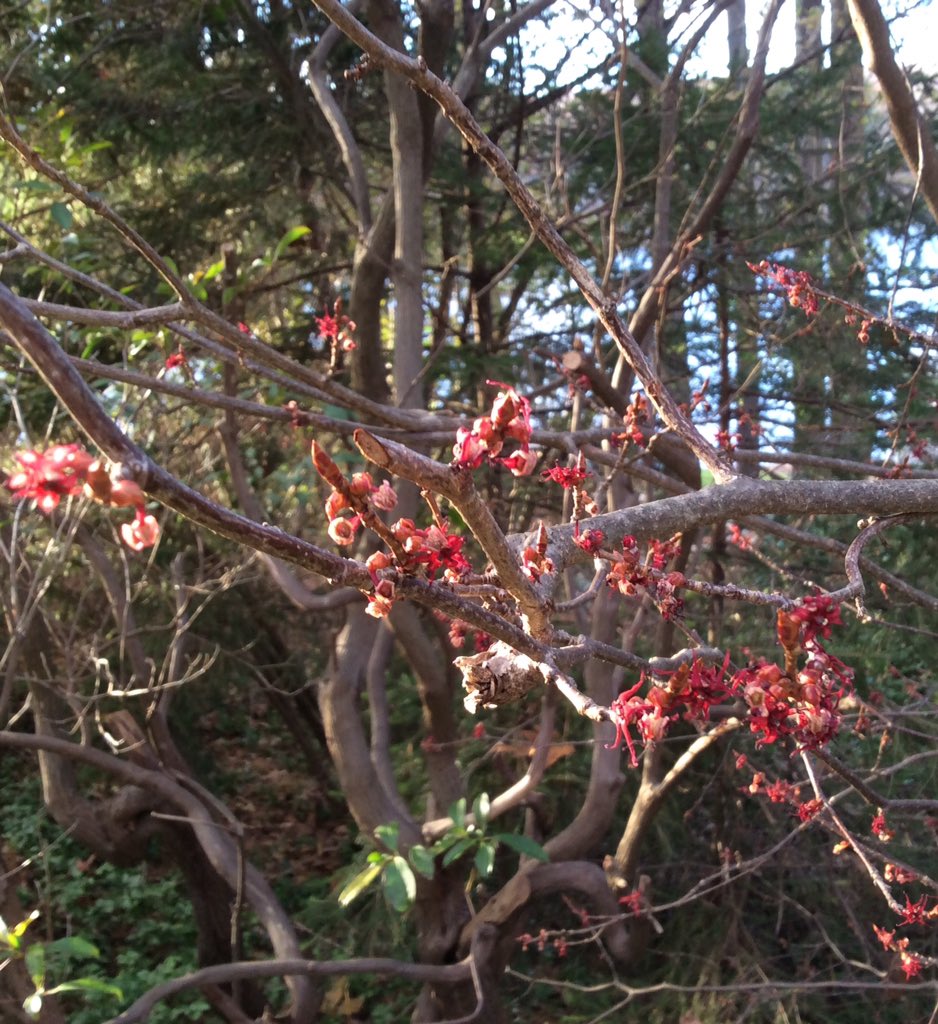 UNTILtheROBIN's tweet image. A few oak #trees and
shrubs around us
seem to be in denial...
that winter is coming!
#almostDecember