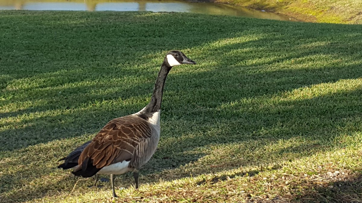 wmjackson's tweet image. If you ain't doin it #dads, cowboy up and be a #realdad #realfather #fatherhood