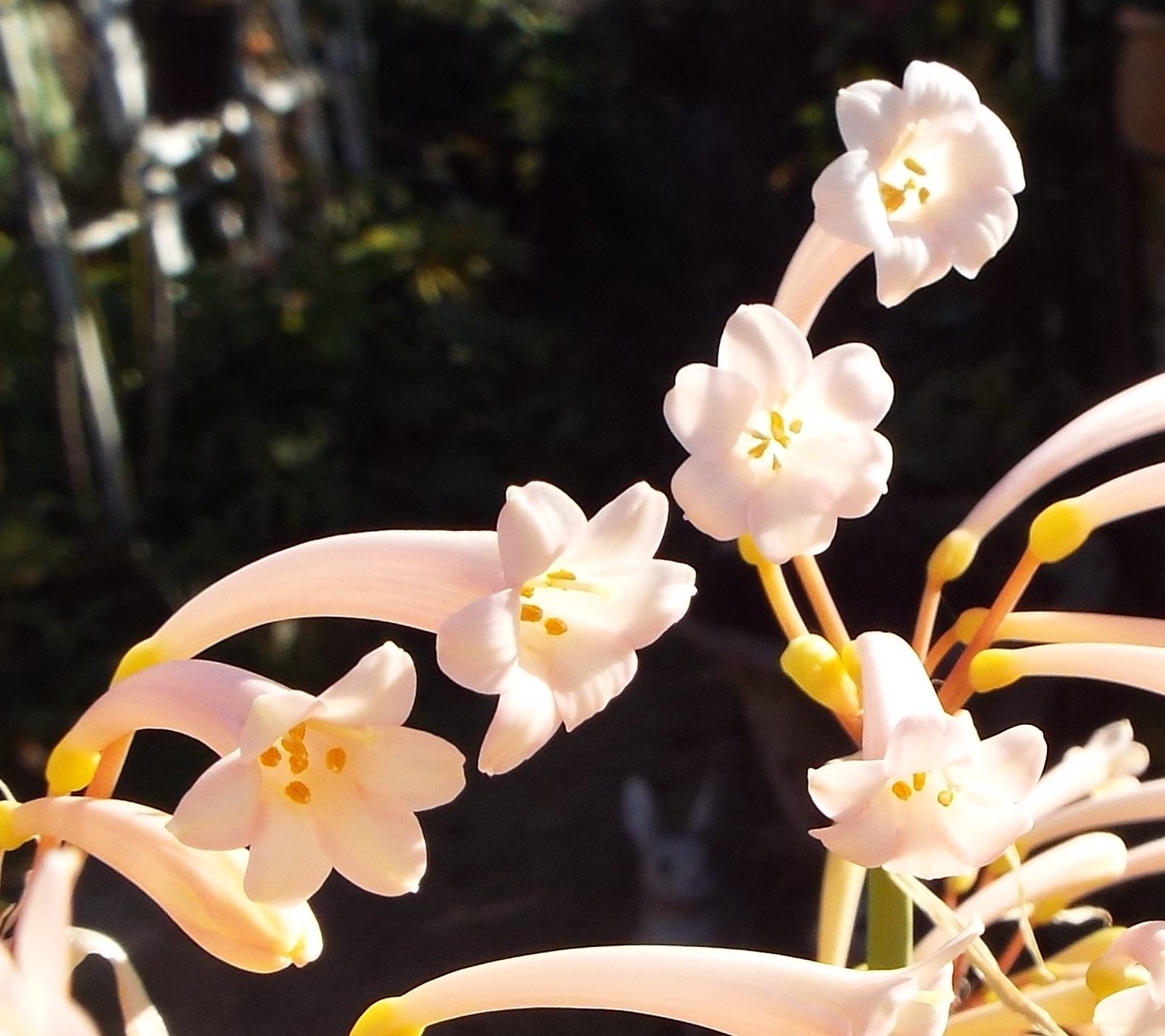 いりちゃん 花と月に魅せられて おはようございます きょう11月28日の誕生花はキルタンサス 花言葉 屈折した魅力 屈折 恥ずかしがり屋 はにかみや ロマンティック やアスター 花言葉 変化 忠実 思い出 互いに想う 心くばり だそうです