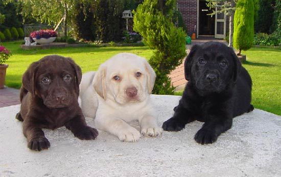 ec8885ig's tweet photo. @LSCeng Labrador Retrievers are the NUMBER ONE most popular dog breed in America... I wonder why!?!? https://t.co/XkRczNvgrB