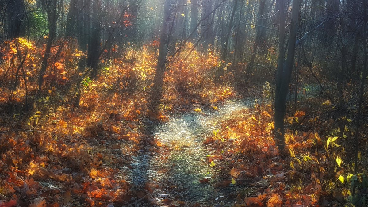 Thingone1's tweet photo. Deep in the forest https://t.co/0Q0jK66Ib1