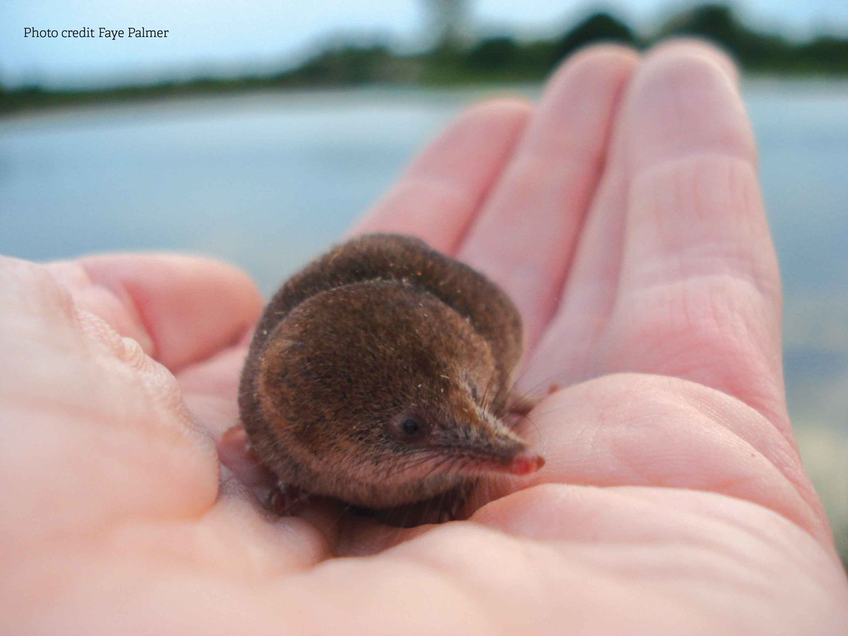 Can Yorkshire match the Namib Desert’s golden mole in cuteness? We give you the pygmy shrew! #planetearth #natureisawsome