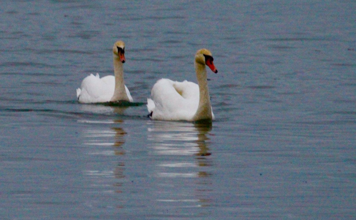 Swans at Instow <a href="/lovenorthdevon/">North Devon</a> <a href="/InstowDevon/">Instow</a> <a href="/GreatDevonDays/">Devon Days #LoveDevon</a> @images_devon @touring_britain <a href="/VisitDevon/">Visit Devon</a>