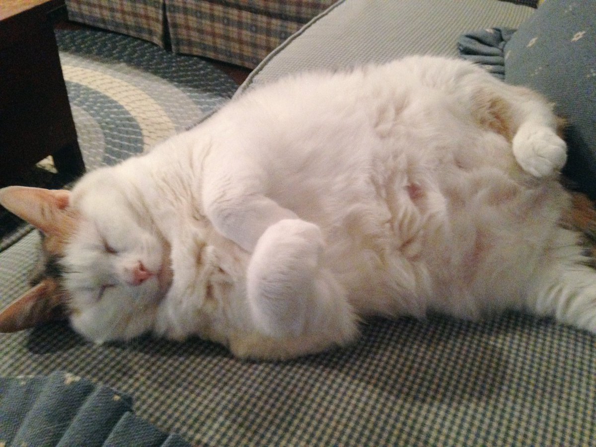 Daisy_Hills's tweet photo. I take too many pictures of Olive. #frumpycat https://t.co/iDVPibTp03