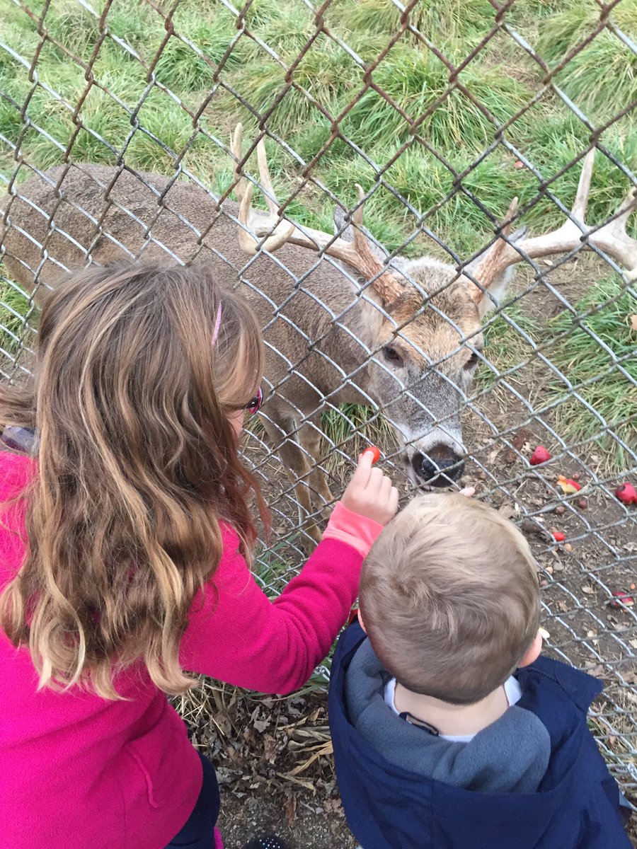 dswaffy1's tweet photo. #Santa's deer love cherry tomatoes. Prancer especially!!! #bestdayever https://t.co/lkJebEW5oj