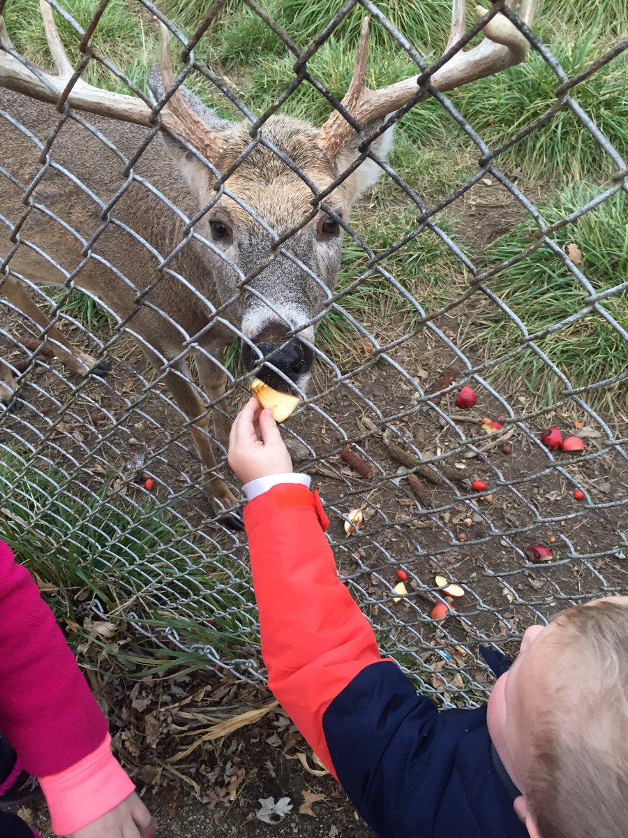 dswaffy1's tweet photo. #Santa's deer love cherry tomatoes. Prancer especially!!! #bestdayever https://t.co/lkJebEW5oj