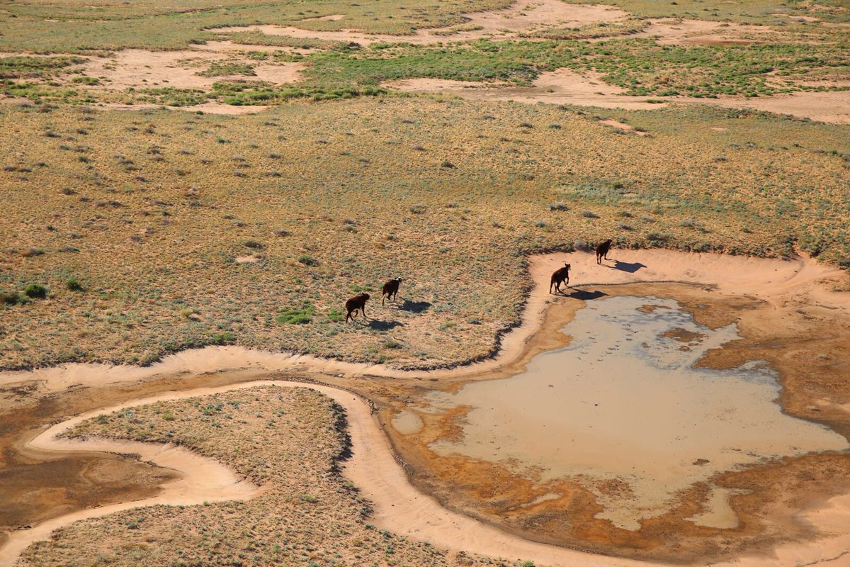 OBEOrganic's tweet photo. We're thankful for recent #rainfall out west. So are our farmers &amp; cattle. Photos by: @FionaLakeAus. https://t.co/nJBmEKsriZ