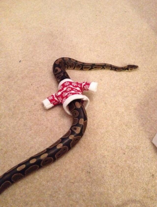 MariaCornish's tweet photo. Taylor Swift preparándose para la Navidad #TaylorSnake https://t.co/cBqfmne9CJ