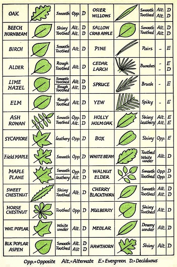 Tree Leaf Id Chart