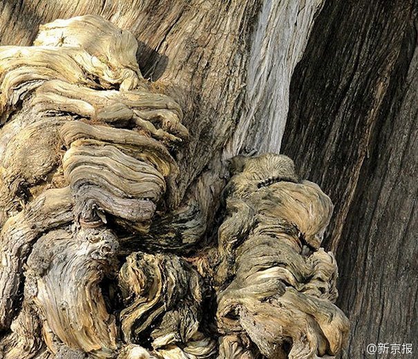 PDChina's tweet photo. Challenge: There is one cat in each of these four pictures. Can you find all these masters of camouflage within one minute? https://t.co/mXVAyYj3yd