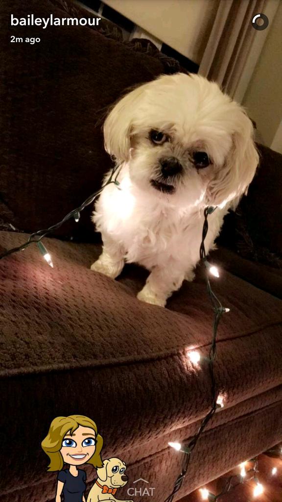bradhancock15's tweet photo. When you don't know how to tell your girlfriend her dog looks creepy not cute https://t.co/FhQc2IdSdc