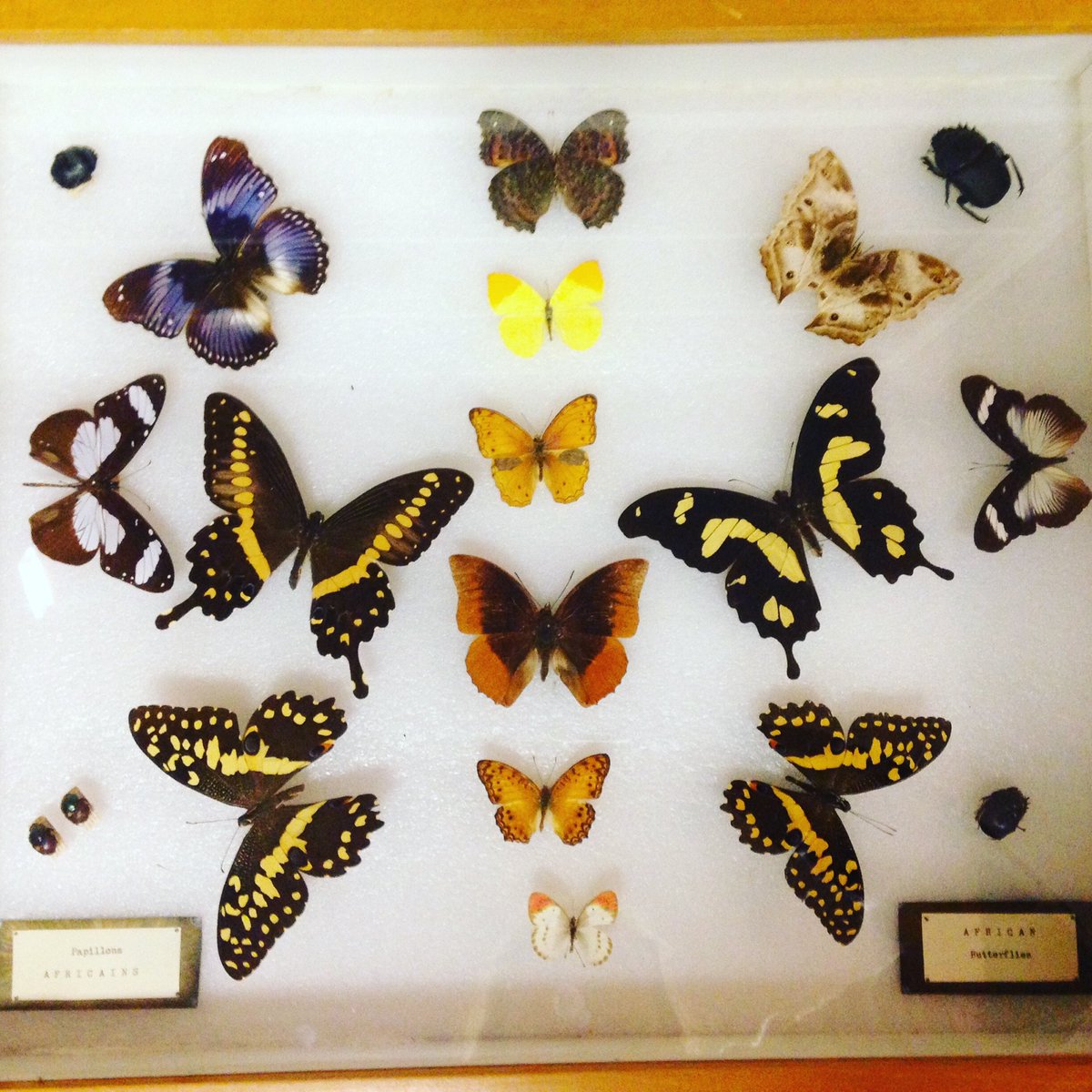 MacMaple16's tweet photo. Throwback to the Lyman museum visit at @McGillMacCampus These gorgeous samples were on display amongst the 3M specimens! #ENVB222 https://t.co/96AqZRBh8A