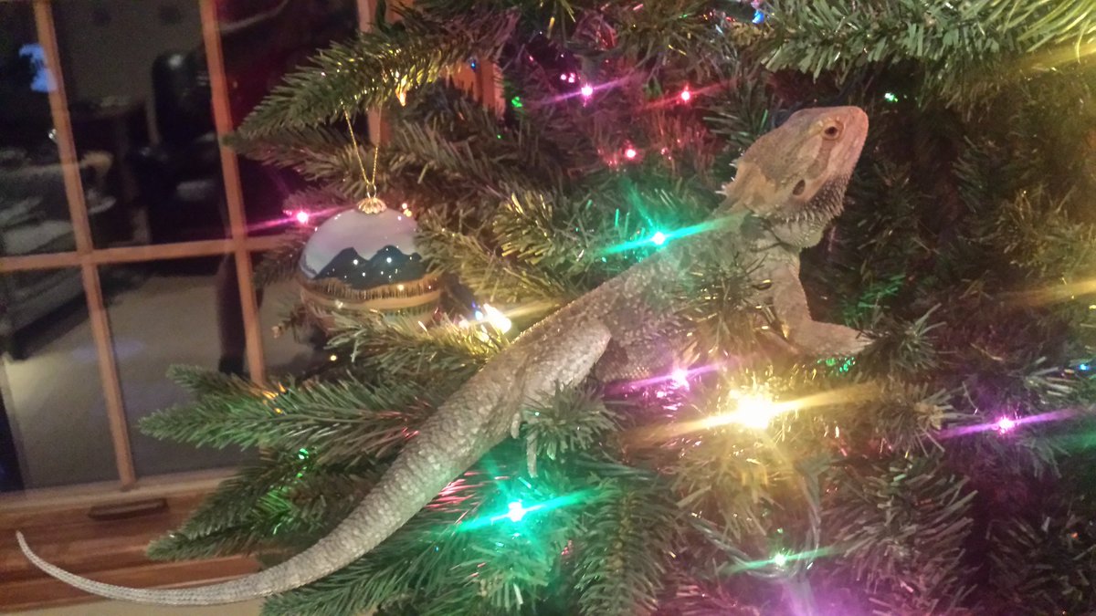 TheChevans's tweet photo. Balerion getting into the festivities https://t.co/rTal1K19fD