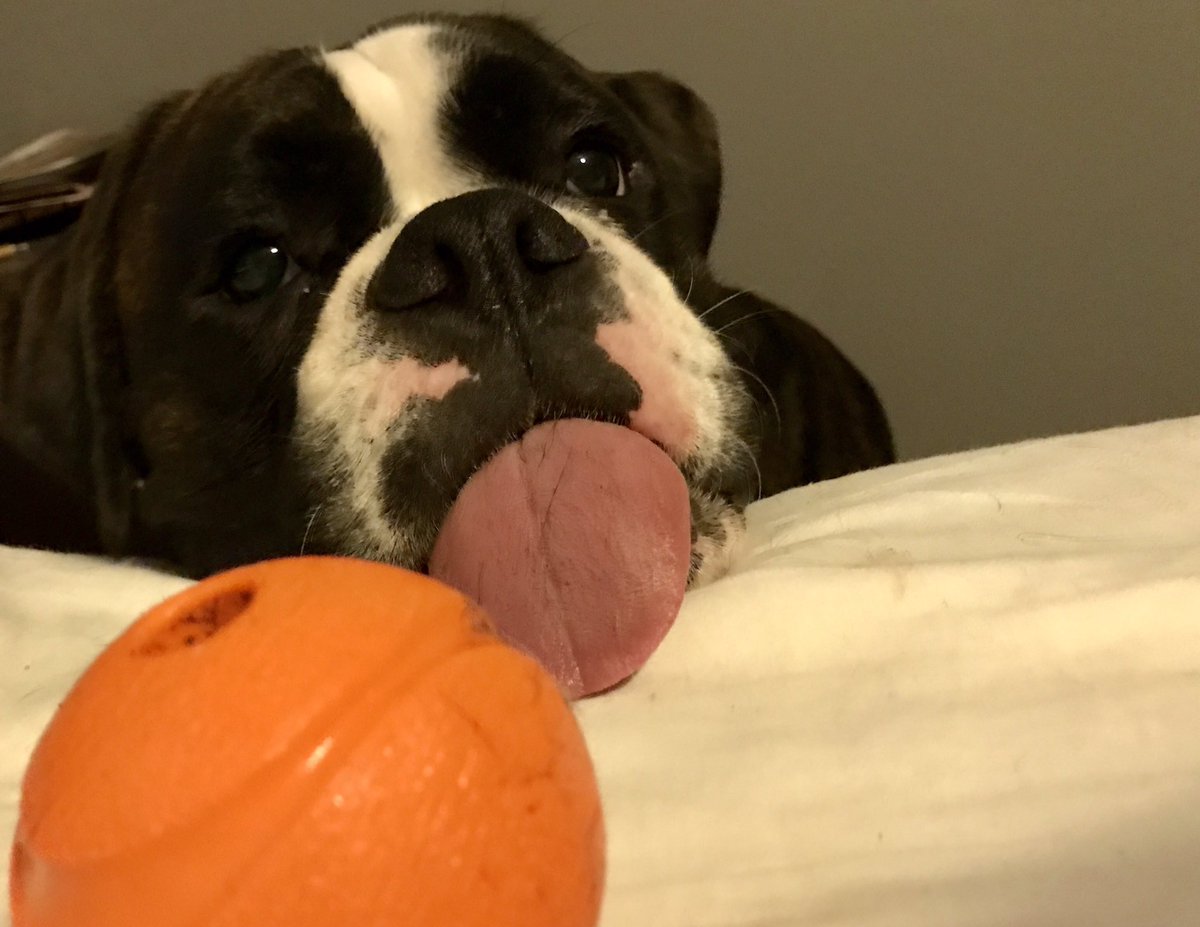 CrueTheBoxer's tweet photo. Please play with me! #boxersoftwitter #boxerdoglife #dogsoftwitter #dogslife #doglovers @JulezPooh @LinzySpina https://t.co/NEGOkFQh10