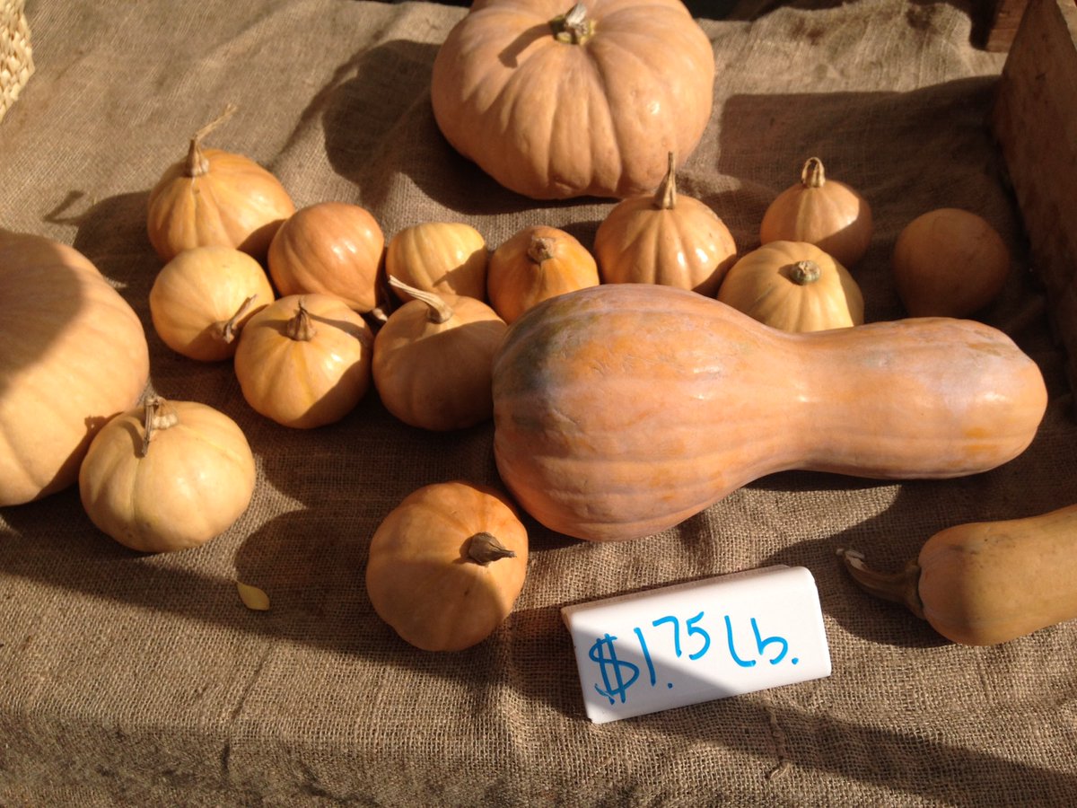 PacificPaliFM's tweet photo. Great festive #pumpkins at Palisades! https://t.co/0UxH5ehfxf