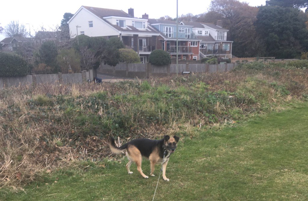 Hayley Wickens tweet media