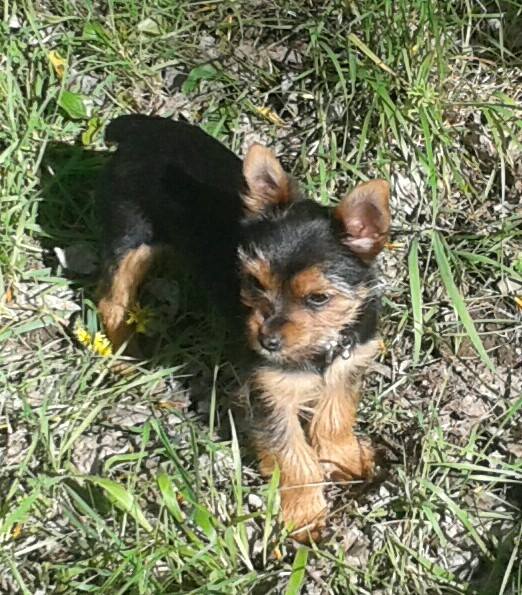 mirobrigaaldia's tweet photo. Se busca un perro perdido en la zona de Las Tenerías https://t.co/B9gGSeCbwi https://t.co/mekniRO3f6