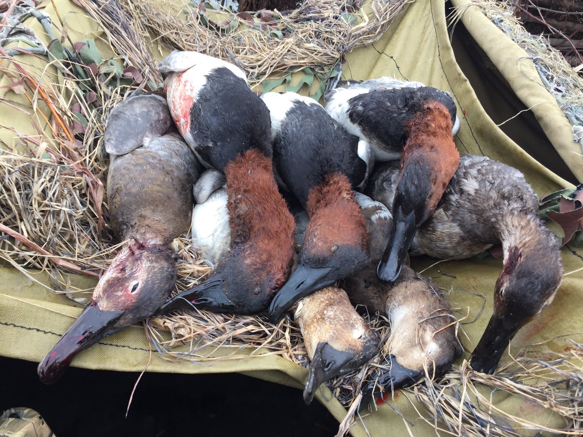 rshogan's tweet photo. Finally a good hunt day! #pool13 #canvasbacks #sickforit #kingcans #kingofducks #getinwhereyoufitin #weeatem https://t.co/4JvPnLkeE4