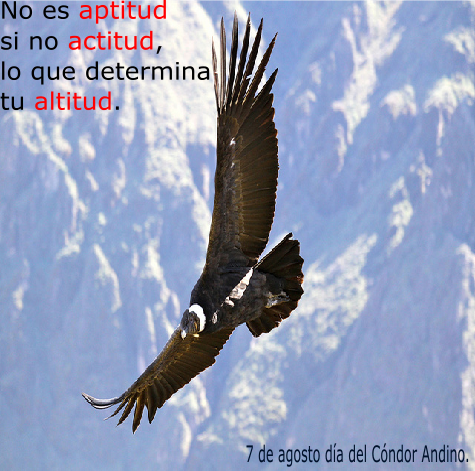 Condor Andino tweet media