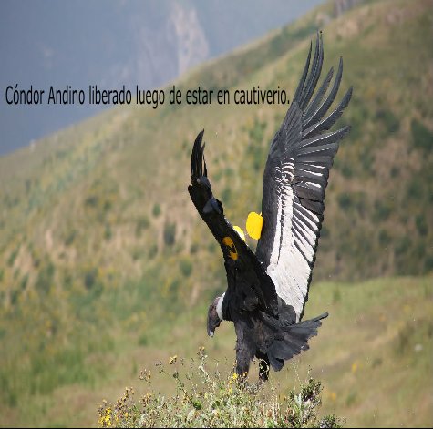 Condor Andino tweet media