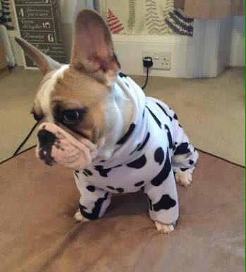 #French Bulldogs sporting their onesies and jumpers