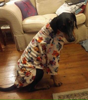 Happy dobermans in there coats