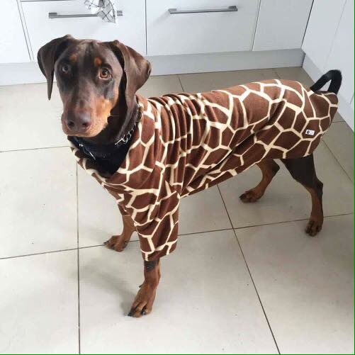 Pingy Paws (@pingypaws) on Twitter photo 