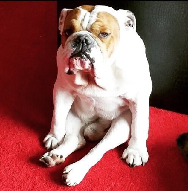 FINALLEVEL's tweet photo. Terrible News: This morning I lost my Best Friend.. Spartacus died from a complication after surgery.. He had cancer in his knee.. So sad. https://t.co/Fgkp9Z2aiR