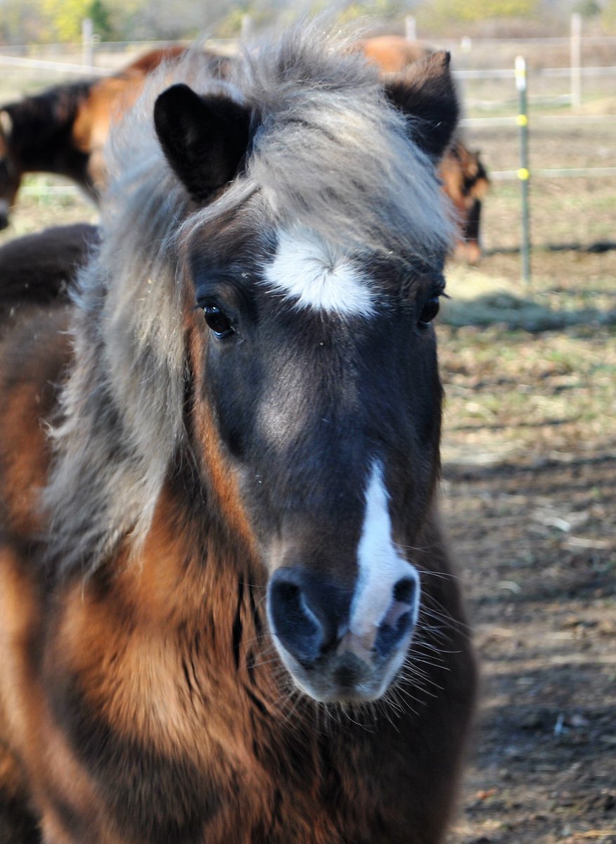 LoveDustNPonies's tweet photo. Tis the season for Cinnamon. Our newest pony. #PoniesRule #Pony https://t.co/pWGxdHpcau