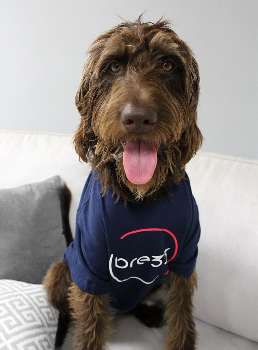 bre33apparel's tweet photo. Just kicking around in my new bre33 swag. #cutdifferently #topseller #dogsofinstagram #labradoodle #deeks https://t.co/jKalBxi9lS