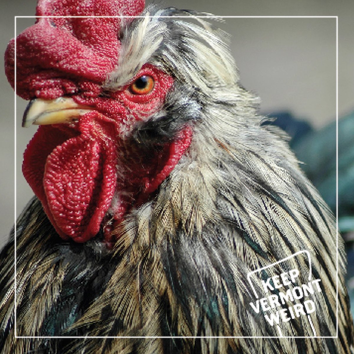 Keep Vermont Weird tweet media