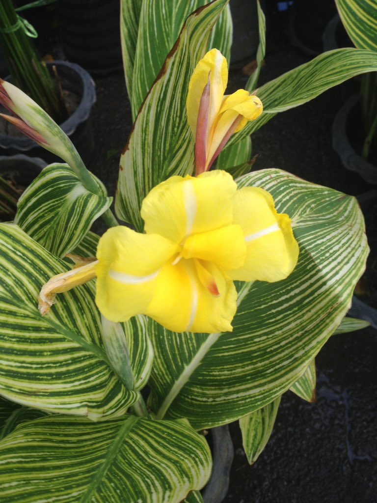 Cannaceae Hashtag On Twitter