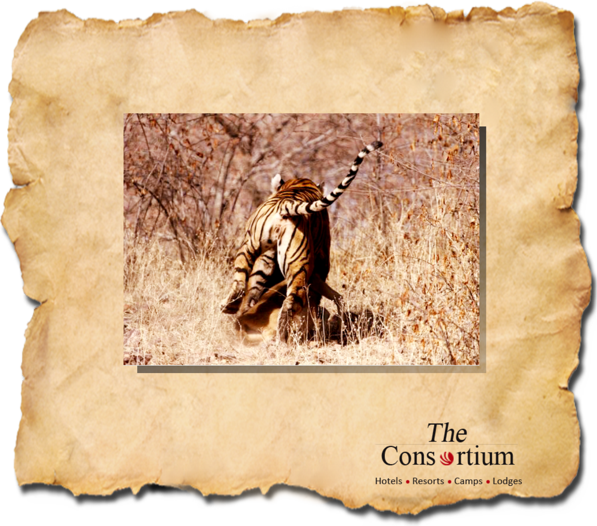 consortium2002's tweet photo. Once in a lifetime experience to see the #royal animal go for a kill as we prepare your #JungleSafari to national park. #ranthambore regency https://t.co/GNH8w1Kfz6