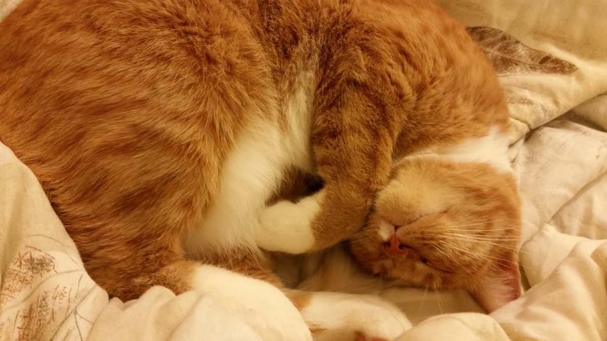 amor_vuelveTX's tweet photo. Hoomin learning to combine recipes and leftover into one good meal #ExcitingKitchenPrep #Pasho mez lubz chickeh https://t.co/4B9AIXA9M9