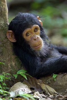 ChimpKeyboard's tweet photo. I don't always have fun while texting
But when I do I use ChimpKey the Internet Search Keyboard
#TextingHasEvolved   #ios   #android https://t.co/QtfBoFufOF