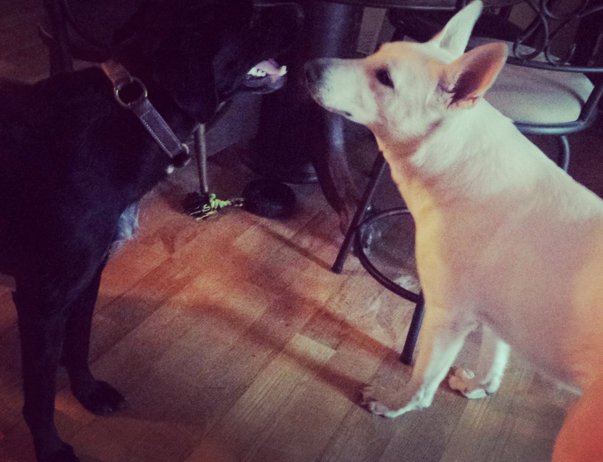 RLaubenthal's tweet image. We did also take her to visit her best friend River. I think she thought we were leaving her at another place... #dogparentproblems