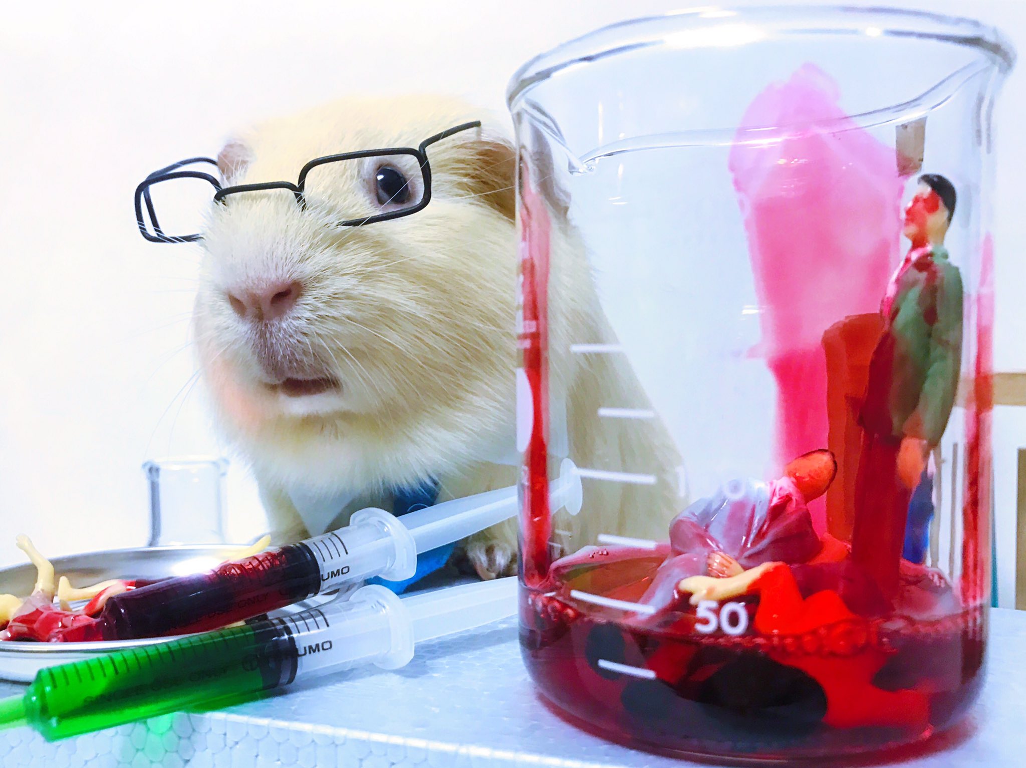 もるぺうす No More Animal Testing モルモット達は実験する為に生まれてきたんじゃない 拡散希望 Noanimaltesting 動物実験反対 動物実験 モルモット コスプレ系モルモット コスプレ Guineapig Cavy T Co Qb3lsjmee9 Twitter