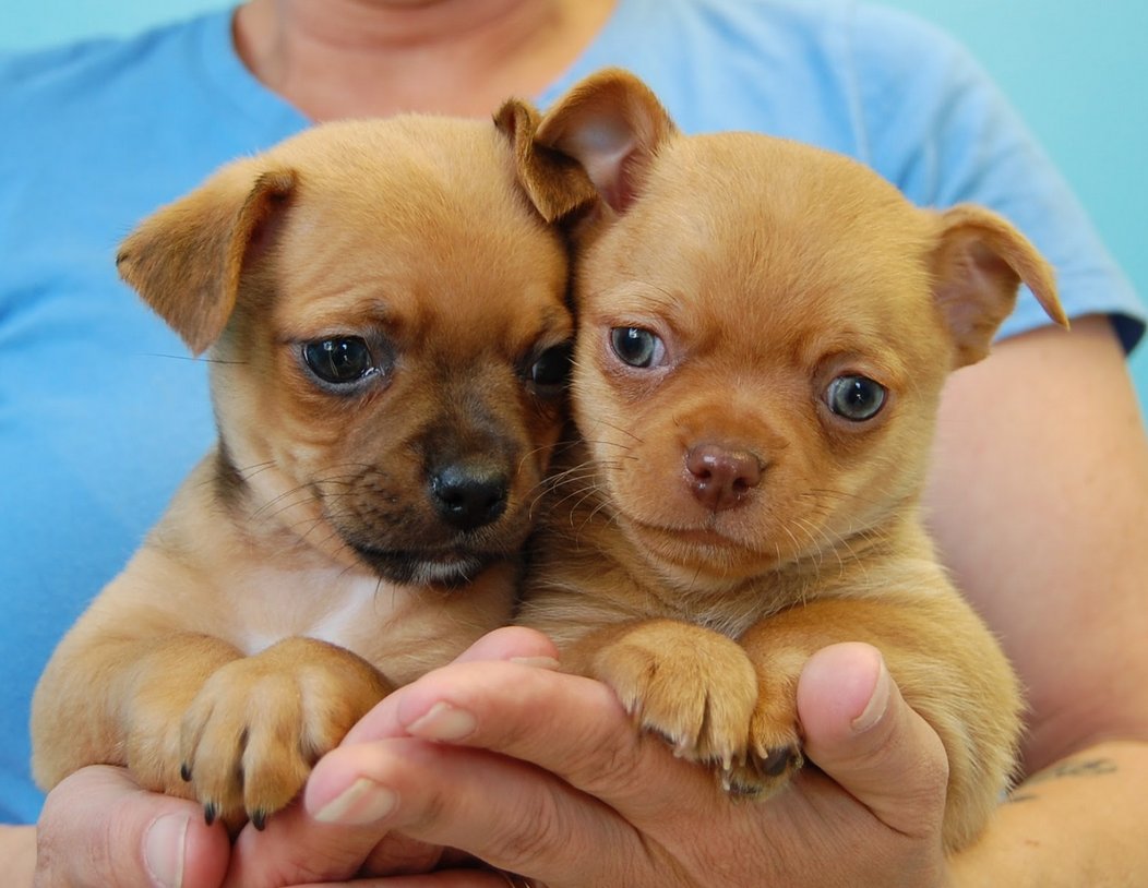 Nevada SPCA tweet media